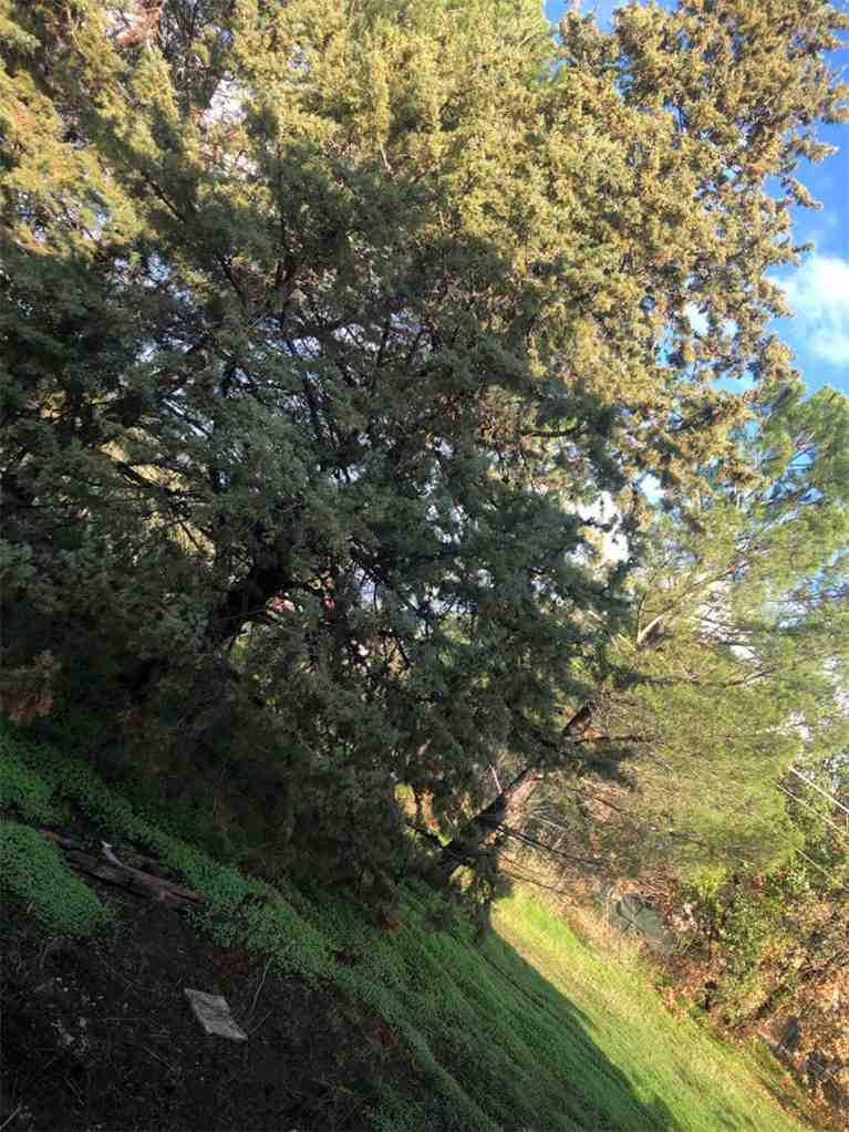 For sale Single-family Villa Bolognetta  #BO2 n.11