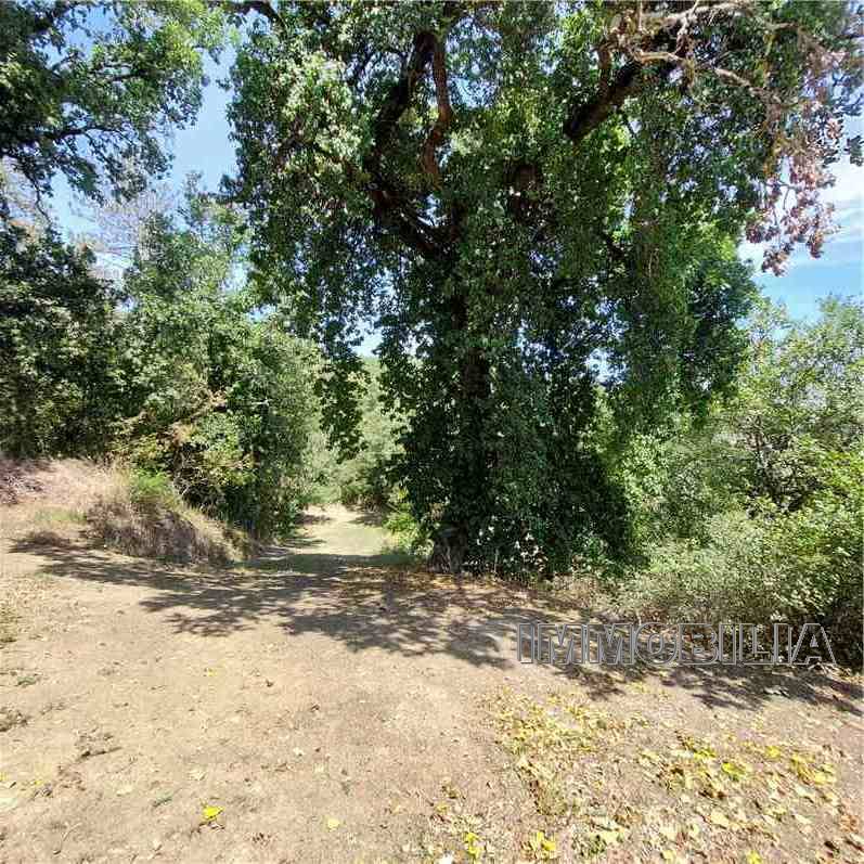 Vendita Rustico/Casale Monterchi  #552 n.19