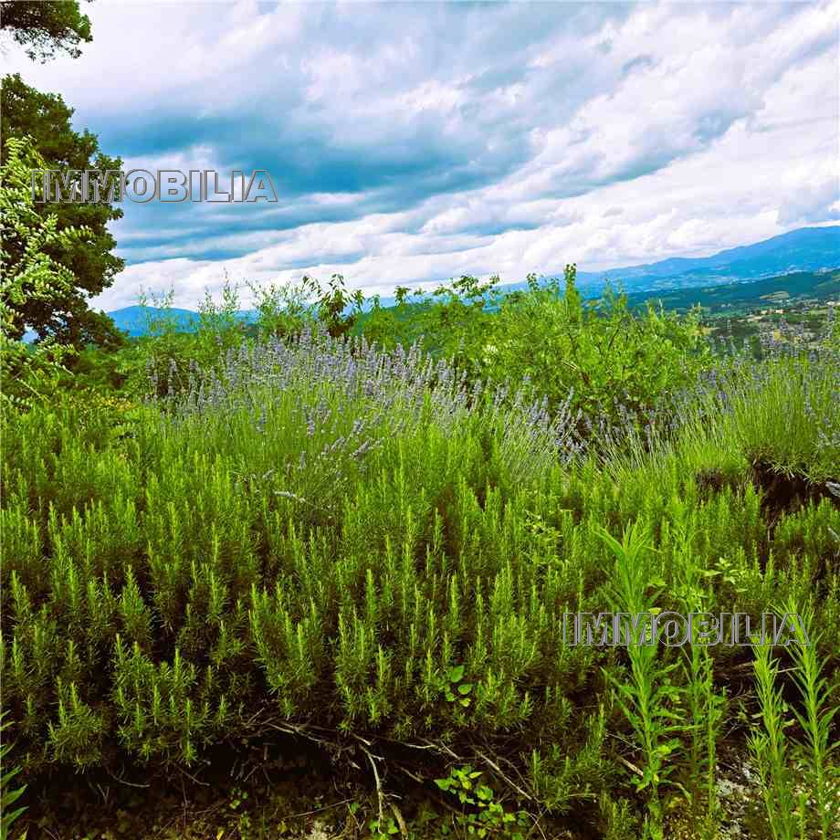 For sale Casale/Cascina/Casa colonica Monterchi  #610 n.36