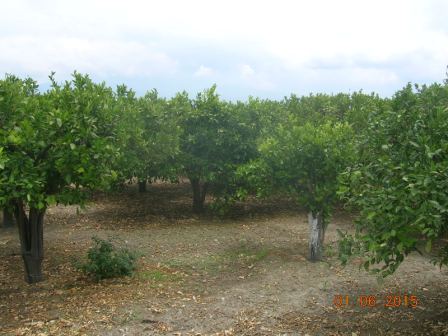 For sale Land Centuripe  #27 n.6