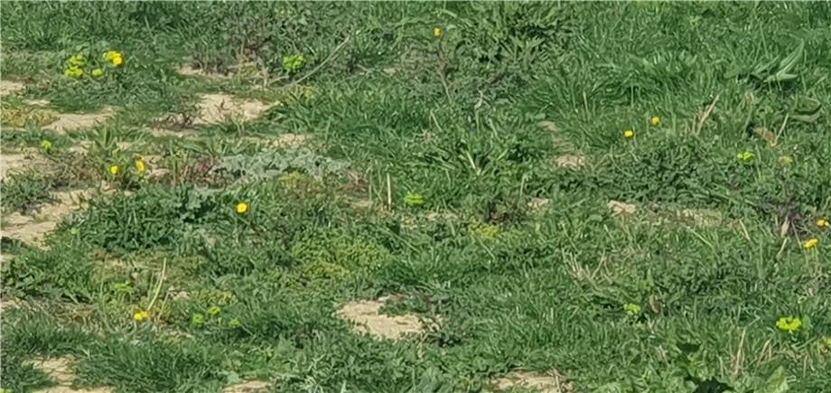 For sale Land Montenero di Bisaccia via Antonio Usodimare #16 n.8