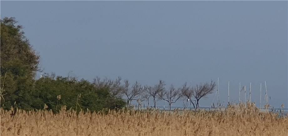 For sale Land Montenero di Bisaccia via Antonio Usodimare #16 n.9