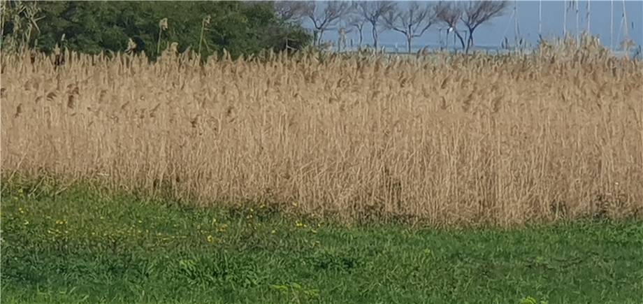 For sale Land Montenero di Bisaccia via Antonio Usodimare #16 n.10