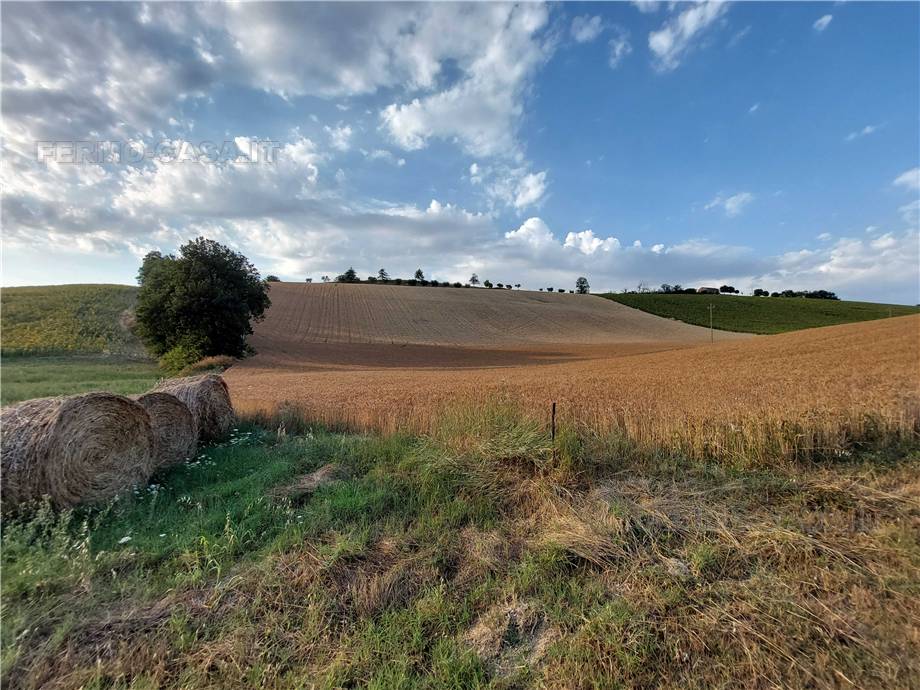 For sale Land Montottone  #Mtt002 n.17