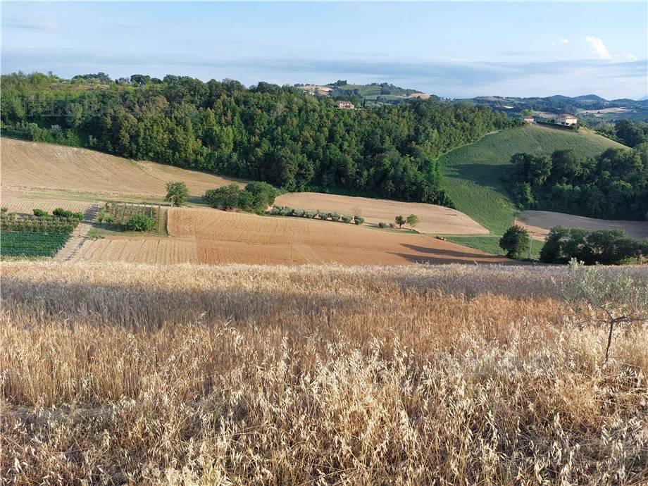 For sale Land Montottone  #Mtt002 n.18