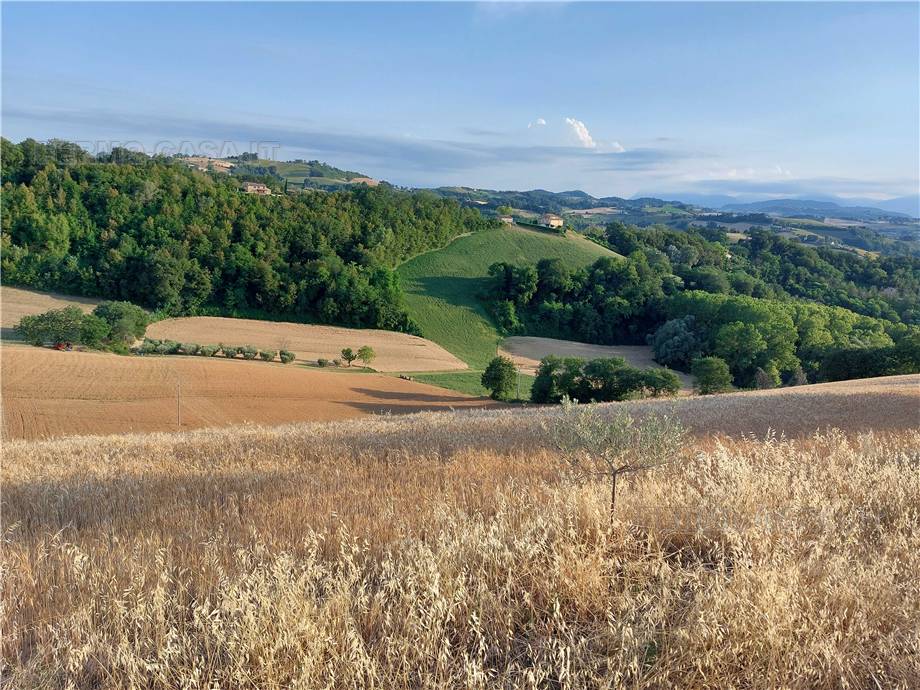 For sale Land Montottone  #Mtt002 n.19