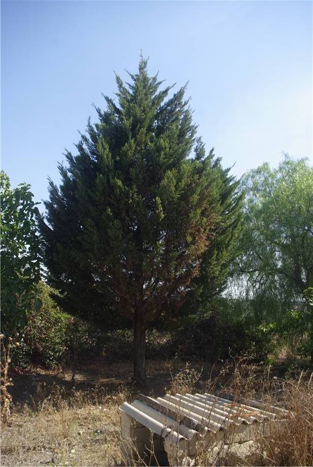 Venta Terreno Melilli #36TM n.19