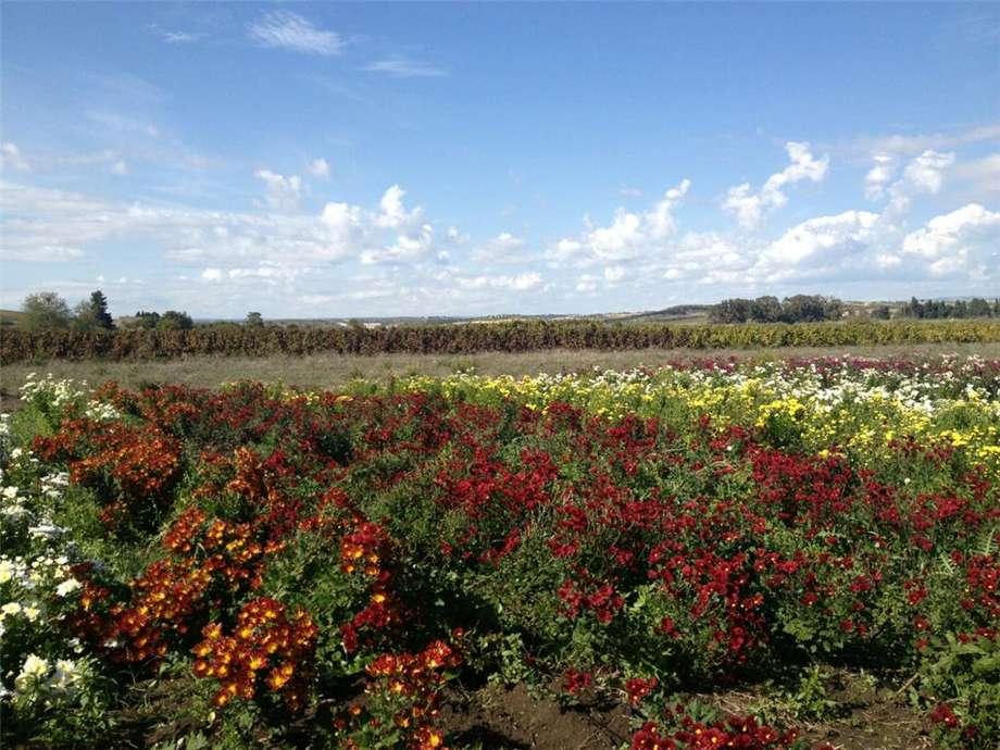 Vente Agritourisme Noto #1T n.16