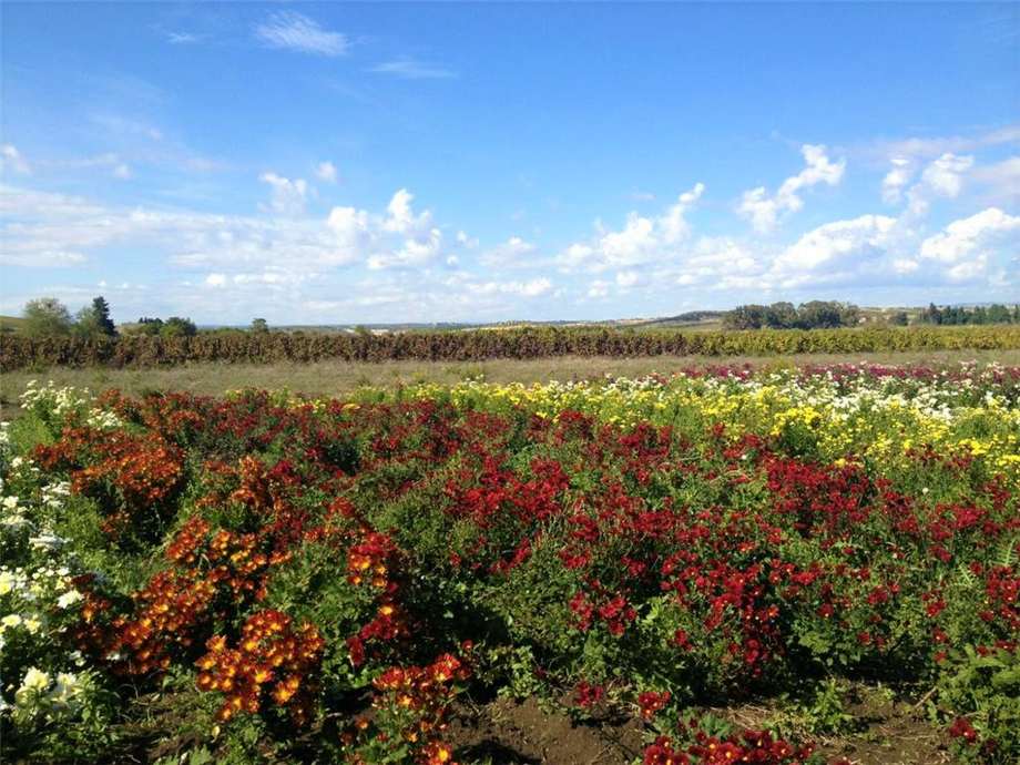 Venta Agroturismo Noto  #1T n.19