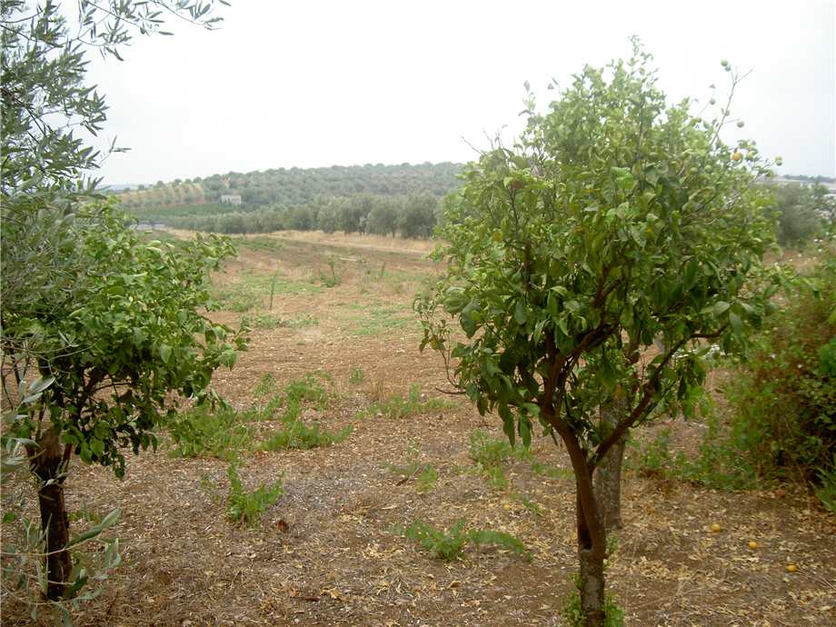 For sale Land Noto  #68T n.16