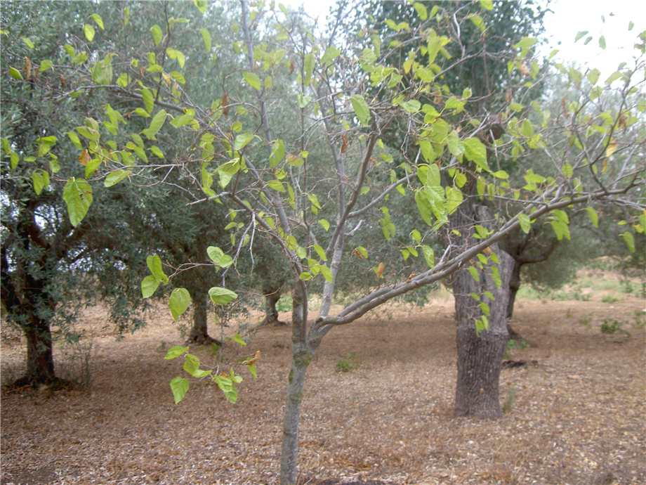 For sale Land Noto  #68T n.17