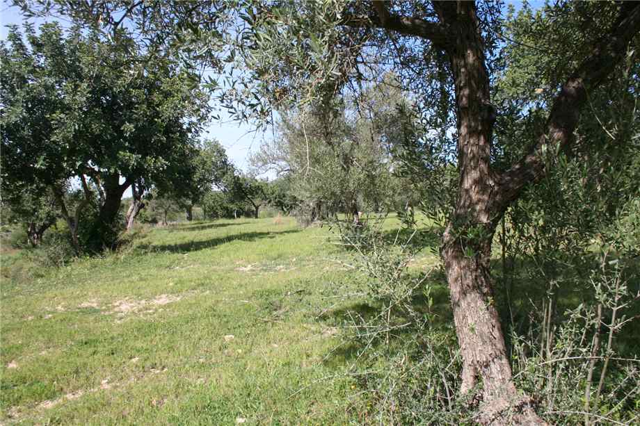 Venta Ruina Noto #46T n.17