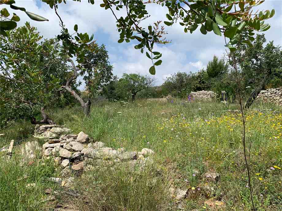 For sale Land Noto  #35T n.17