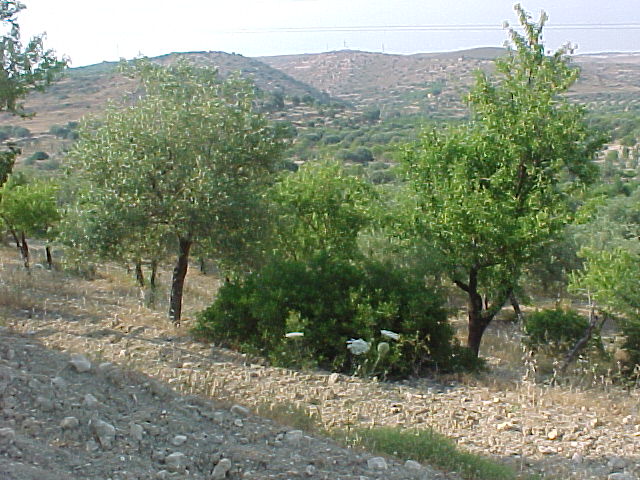 Venta Ruina Avola  #131T n.9