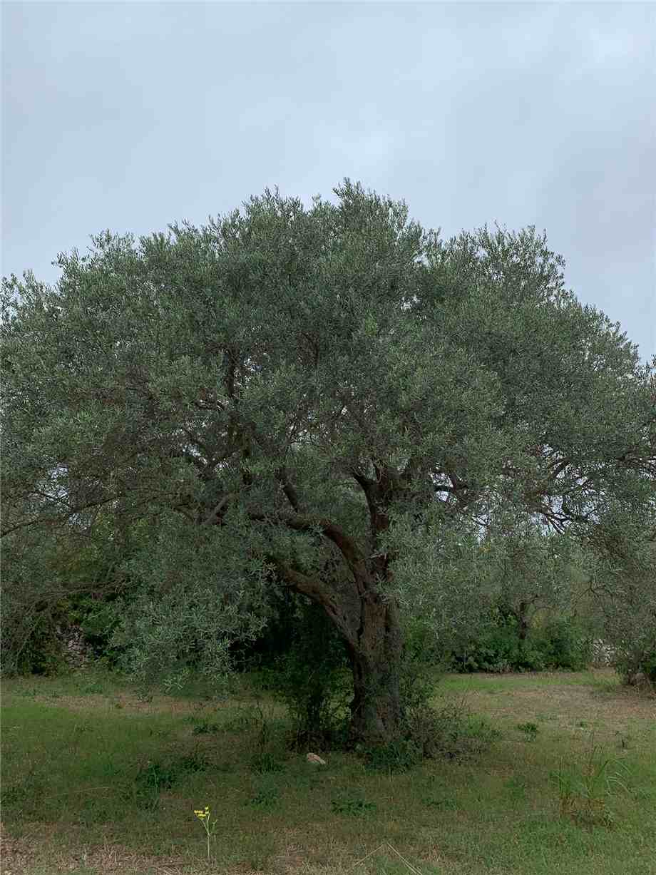 For sale Land Noto  #72T n.9