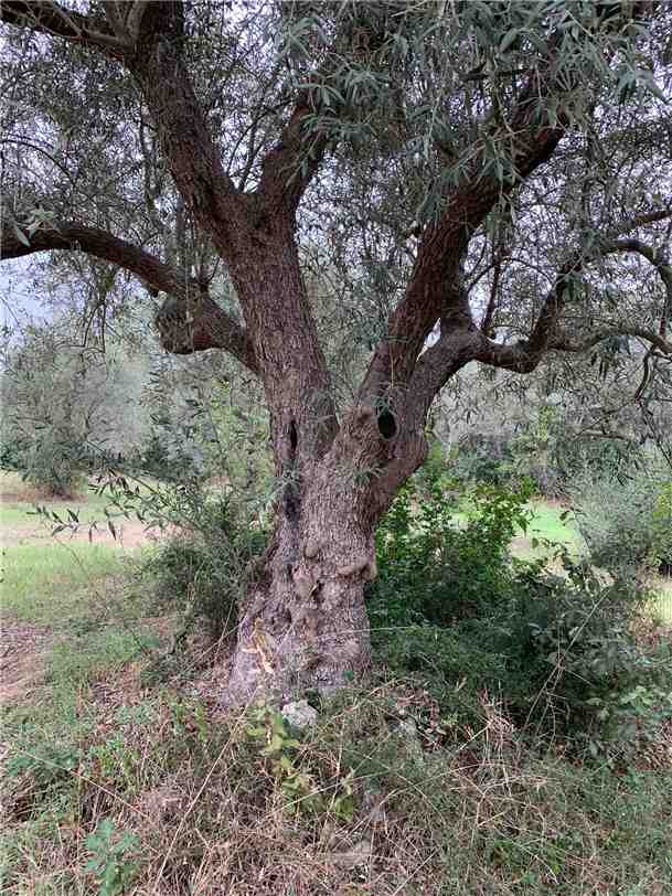 For sale Land Noto  #72T n.10