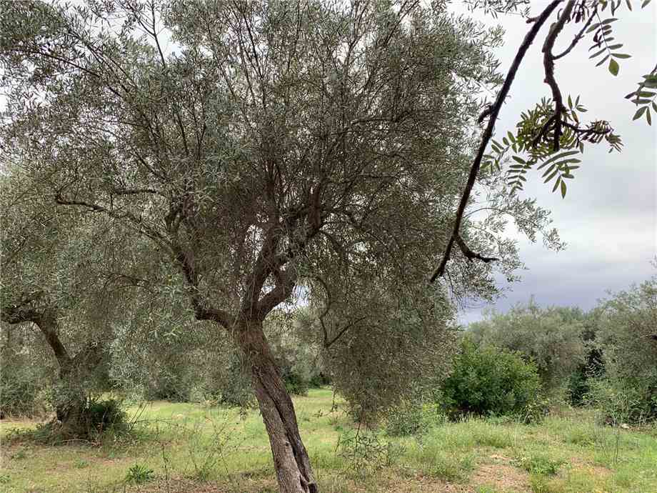 Venta Terreno edificable Noto  #72T n.13