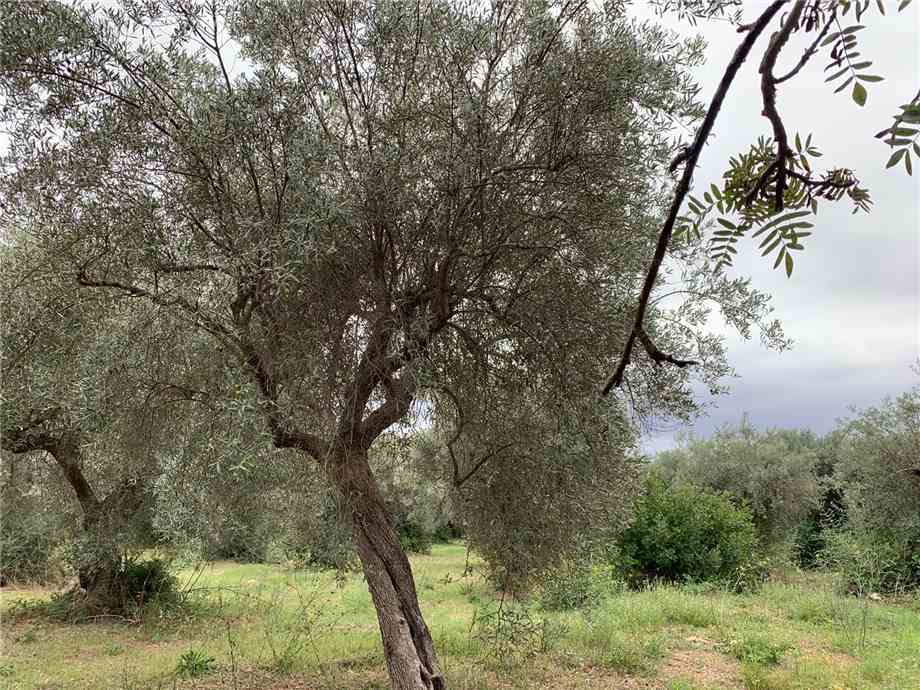 For sale Land Noto  #72T n.11