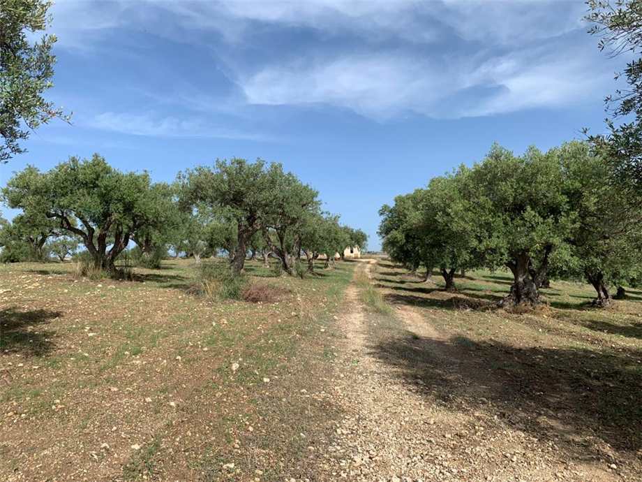 Venta Terreno Noto #27T n.16