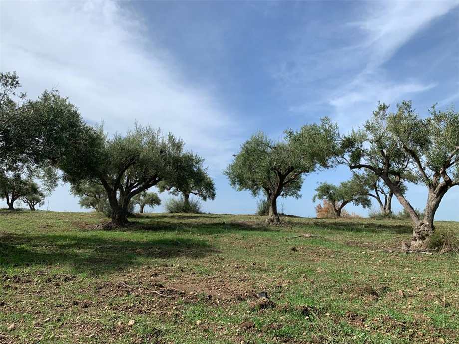 Venta Terreno Noto #27T n.19
