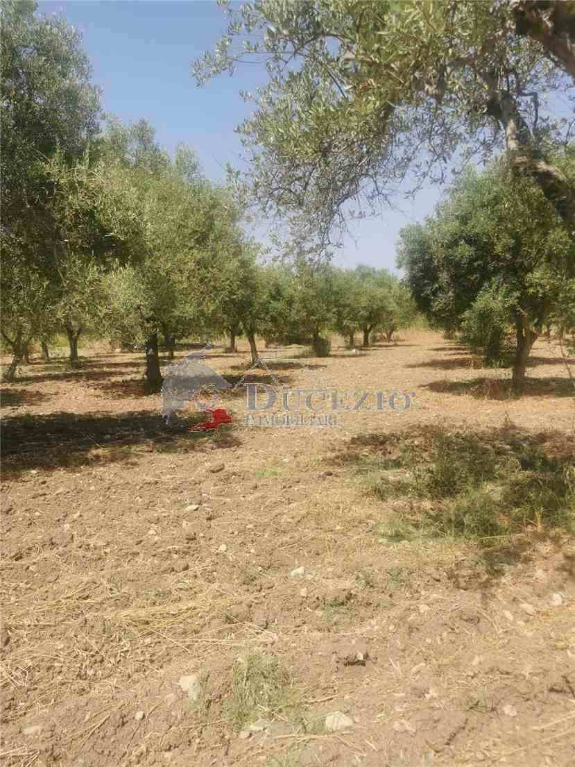 Venta Ruina Noto  #17T n.13