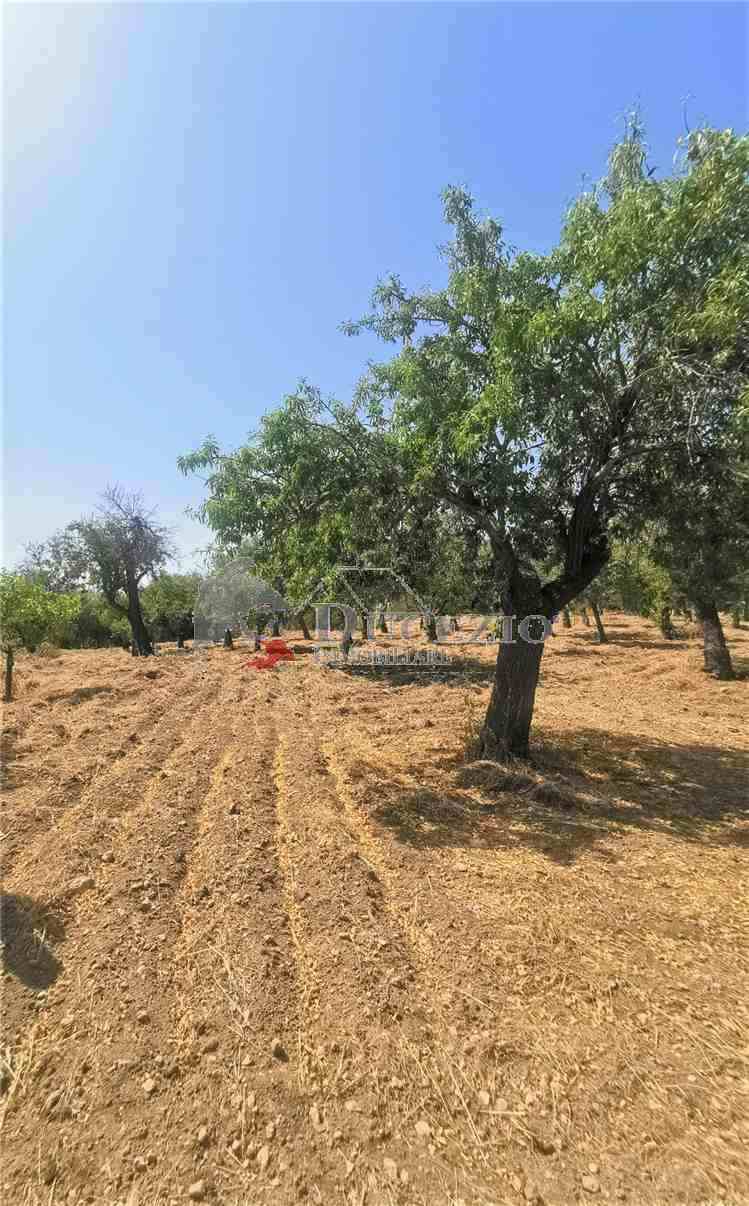 Venta Ruina Noto  #17T n.15