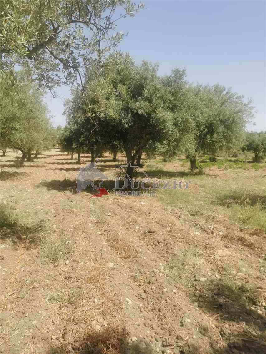 Venta Ruina Noto  #17T n.17