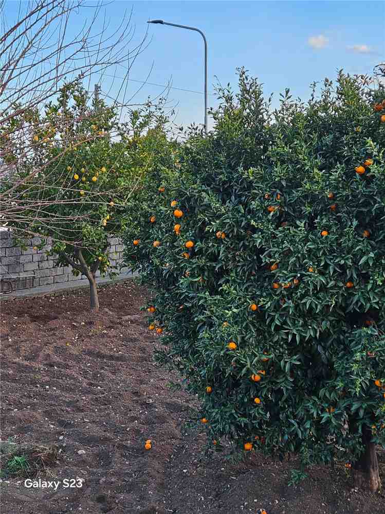 Vendita Villa indipendente Noto SAN CORRADO DI FUORI #31VNC n.19