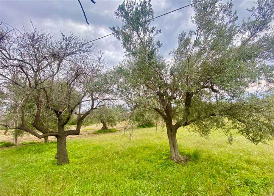 For sale Agricultural land Noto  #7T n.6