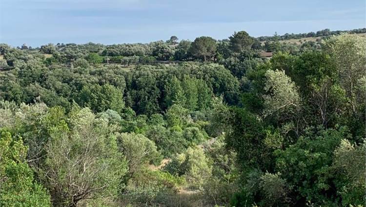 Venta Terreno Noto  #V000036 n.13
