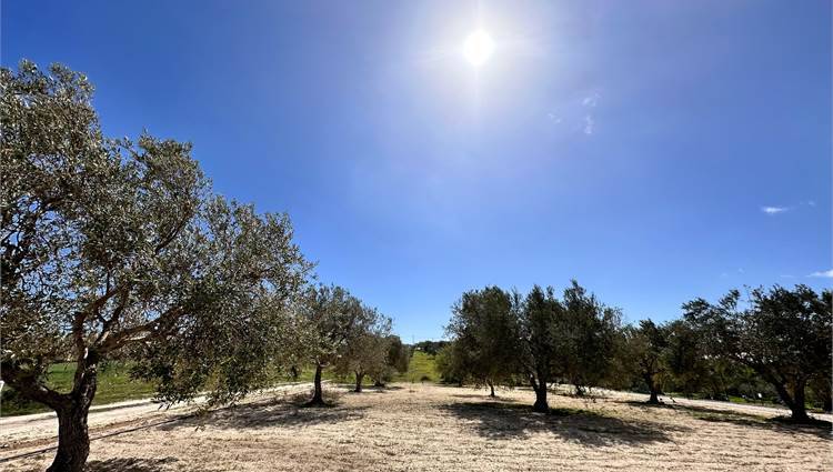 Venta Terreno Noto  #V000105 n.19