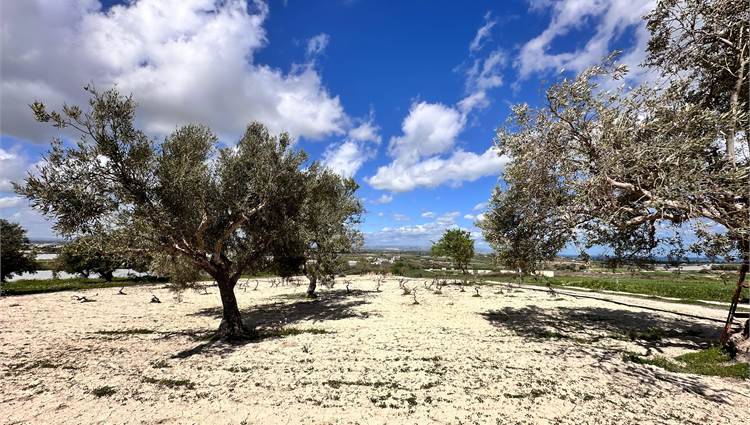 Venta Terreno Noto  #V000105 n.20