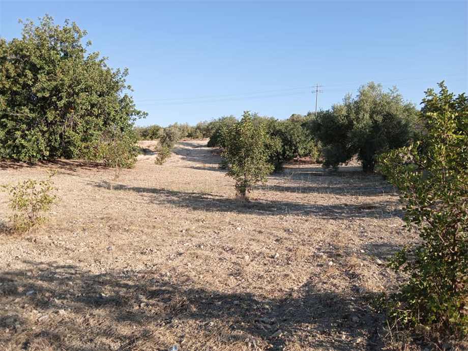 Venta Terreno Noto  #27 T n.10