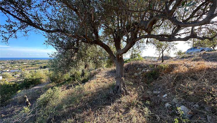 Vendita Terreno Noto  #V000087 n.19