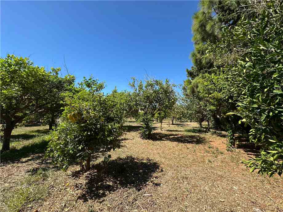 Vendita Rudere Avola  #177T n.10